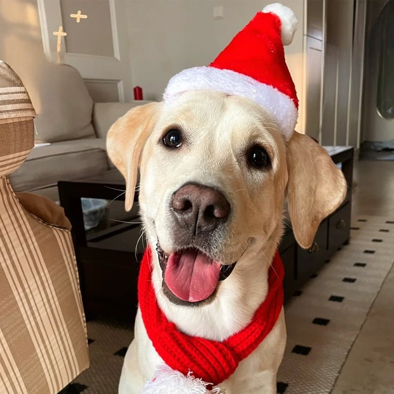 Pet Christmas Hat